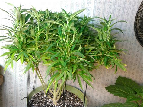 It is absolutely safe to eat zucchini raw. When can i trim fan leaves? | Grasscity Forums - The #1 ...