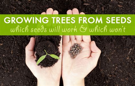 Why would anyone want to know how to grow fruit trees from seeds? Growing trees from seeds: which seeds work, and which won't