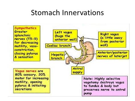 1 Stomach