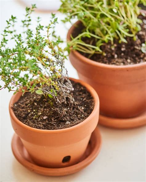 How To Grow Thyme Plants Indoors Apartment Therapy