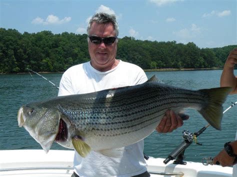 The earth had to be in a position to support reptilian life before it may sustain us. Smith Mountain Lake Striper Fishing Guide and Charter