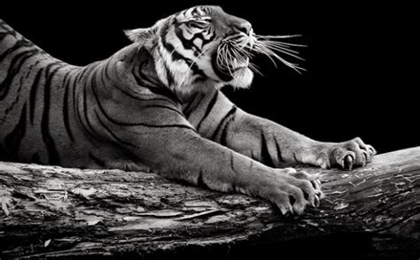Animales en blanco y negro ~ Mundo Feliz