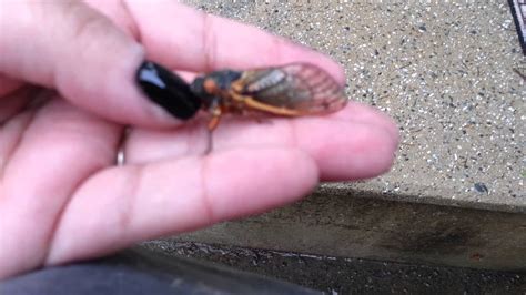 17 Year Cicadas Nymphs And Adults Youtube