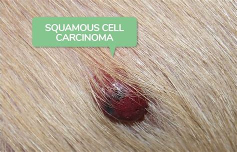 Dog Skin Cancer Natural Options That Work