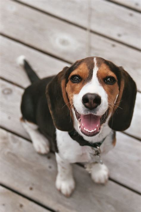 He is still very shy, especially skittish indoors. Beagle Puppies Pictures | Beagle Puppy