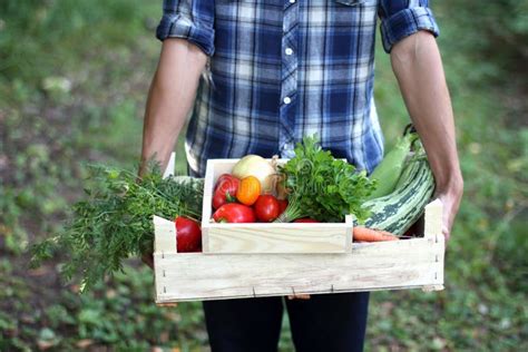Picking Fresh Vegetables Stock Photo Image Of Heap Basket 32873968