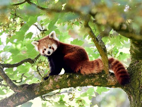 F Moreno Red Panda Habitat Page