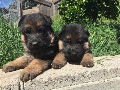 I have ten puppies for sale right now. Top quality German Shepherd Puppies AKC champion pedigree ...