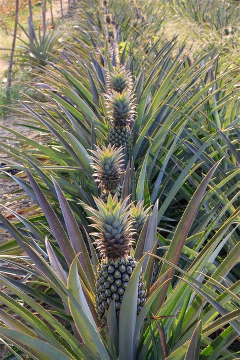 Pineapple Garden Stock Image Image Of Fruits Island 73069155