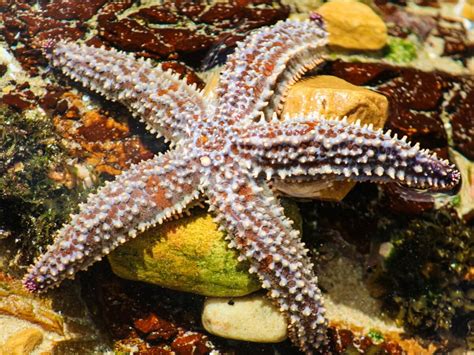 What Do Starfish Eat
