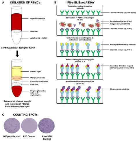 Quantifying your colonies and plotting a survival curve. Vaccines | Free Full-Text | Measuring Cellular Immunity to ...