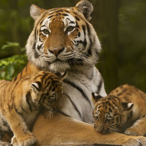 Tigre de sumatra (panthera tigris sumatrae). Run for tigers, une course caritative pour la protection ...