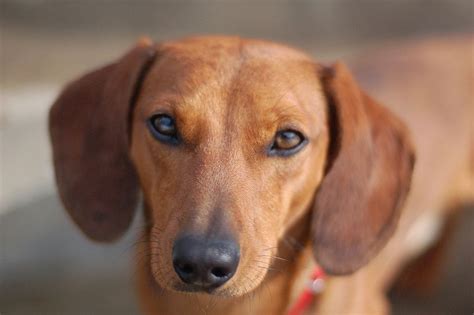 Find A Great Dachshund Name Plus Breed Information.