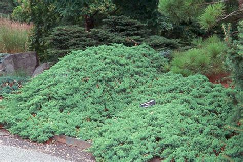 Obrizok, in a garden of conifers (1999): Juniperus procumbens 'Nana' - Nurseries Caroliniana