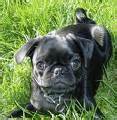 Pugs Sorrygnat World Citizen If In This Day A Soul Shall Act