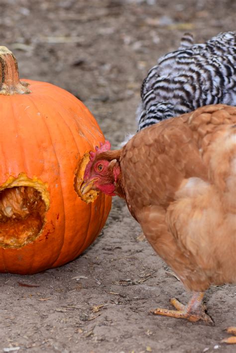 The Very Best Healthy Treats For Chickens Backyard Chicken Project