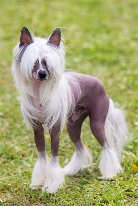 Chinese Crested Dog Breed Information And Characteristics