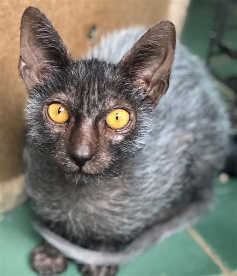 Ragdolls are popular pets because they like humans a whole lot—so much so that they often follow their owners around the house from morning. House Cat Breeds You Have Most Likely Never Heard Of