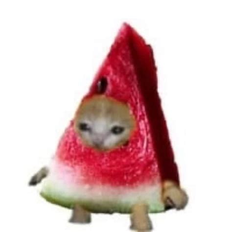 Pin By Ouch On смешные котики Watermelon Cat Cat Memes Cute Cats