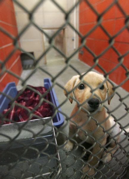 Our mission is to investigate, help prosecute and prevent cruelty to animals while also promote adoption awareness and humane education plus responsible pet ownership. Fruit Heights - A puppy peers from its cage at the Davis ...