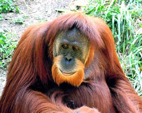 Endangered Animals Orang Utan Borneo ~ Animal Pics On The World
