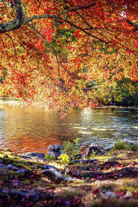 Sunny Autumn Day With Fall Colors At Lake Stock Image Image Of Tree