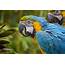 An Overview Of Parrot Beak Care  PetvBlog