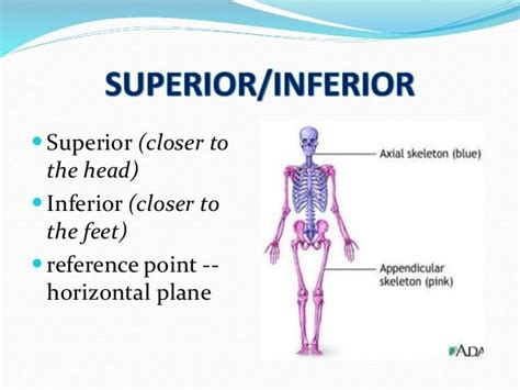 Anatomical Terms