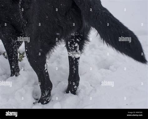 Snow Stuck To Fur Hi Res Stock Photography And Images Alamy
