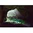 Why Do Bats Like To Live In Caves » Science ABC