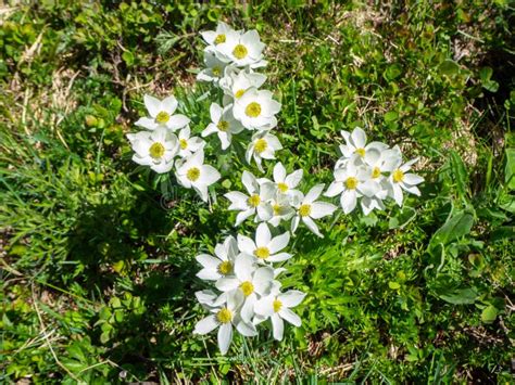 Pretty White Mountain Flowers In Spring Italian Alps Stock Image
