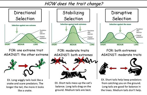 natural selection – MrKubuske.com
