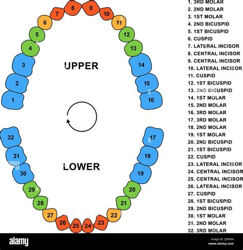 Secondary Teeth Dentition Anatomy With Descriptions Adult Upper And