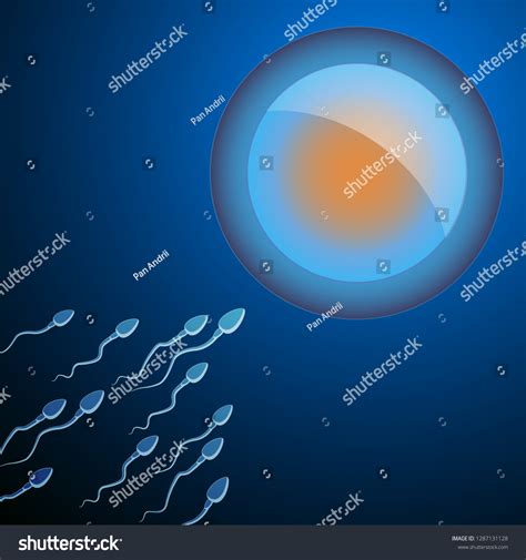 Human Egg Cell Fertilization Sperm Cells Stock Vector Royalty Free