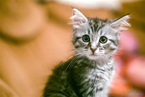 Portrait Of Surprised Kitten Frightened Pet On Background Of Room