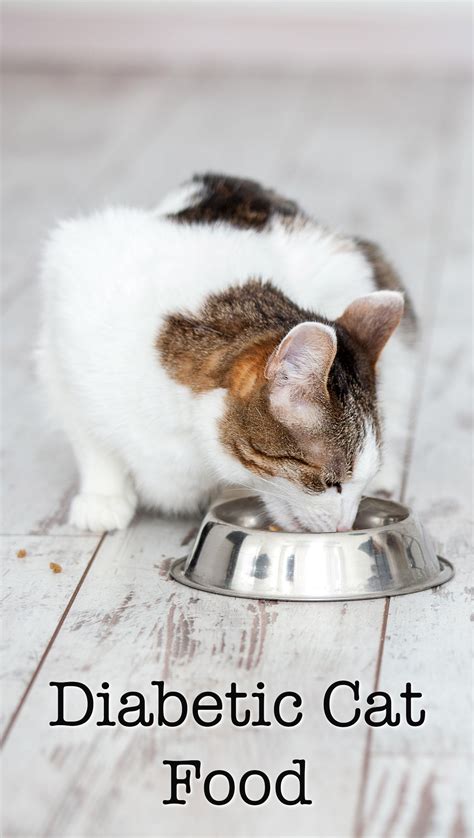 Diet For Diabetic Cats Cat Meme Stock Pictures And Photos