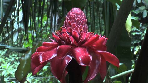 Experience a world of flora and fauna like no other. Stock Footage - Tropical fruit plant in a rain forest in ...