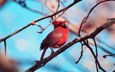 Wallpaper Red Cardinal Bird Branch Tree Color Sitting 1680x1050