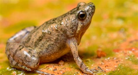 Another new narrow-mouthed frog species discovered in Coastal Karnataka ...