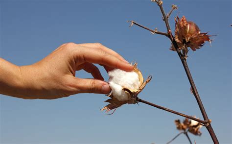 Cotton Harvest Time Learn When To Harvest Cotton Grown At Home