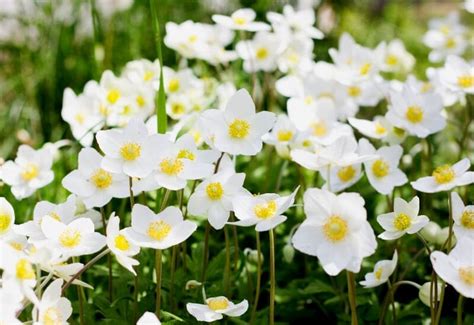 15 Best White Perennial Flowers For Your Garden Gardening Chores