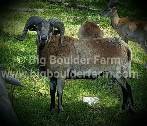 Big Boulder Farms American Blackbelly Ram Yearling Located In British