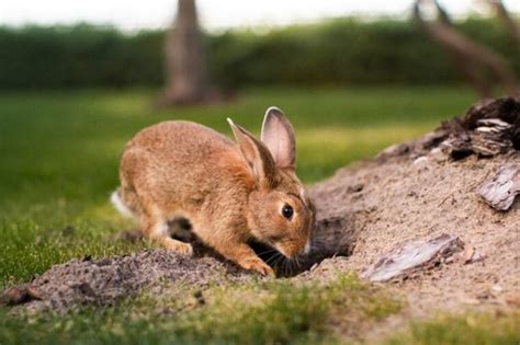 Why Do Rabbits Dig Holes? 10 Reasons for This Behavior – Pet Arenas