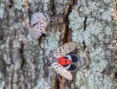 10 Facts About Spotted Lanternflies | Green Lawn Fertilizing