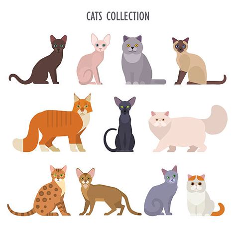 Maine Coon Cat Illustrations Royalty Free Vector Graphics