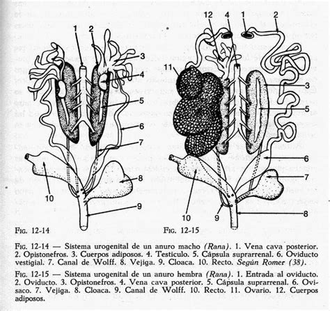 Biología Morfologia Y FisiologÍa De Los Aparatos Reproductores