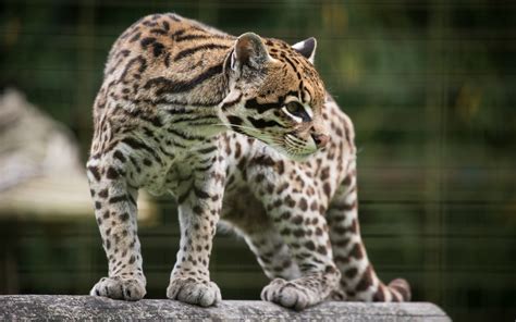 Ocelot Hd Wallpaper Background Image 2560x1600 Id