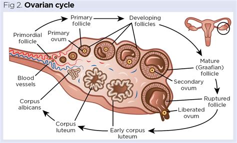Endocrine System Ovaries And Testes Placenta Pregnancy Nursing