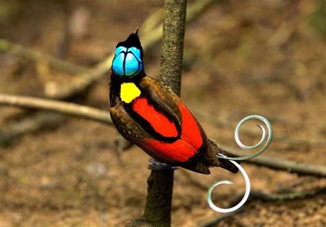 Burung cantik ini berhabitat pada hutan dataran rendah. Gambar Burung Cendrawasih Hitam Putih | Gambar Burung Wallpaper