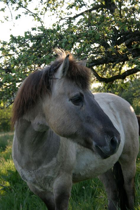 Finally, install cmdstan by running Therapeutisches Reiten Zuber
